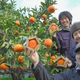Illustration for article titled Forget Square Watermelons, Japan Now Has Pentagon-Shaped Oranges